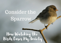 Consider the Sparrow- How Watching the Birds Eases My Anxiety – Mrs. Bishop